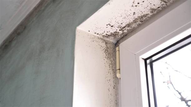Mold Documentation for Insurance Claims in Clay City, KY