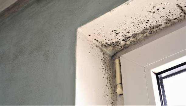 Best Residential Mold Inspection & Testing  in Clay City, KY