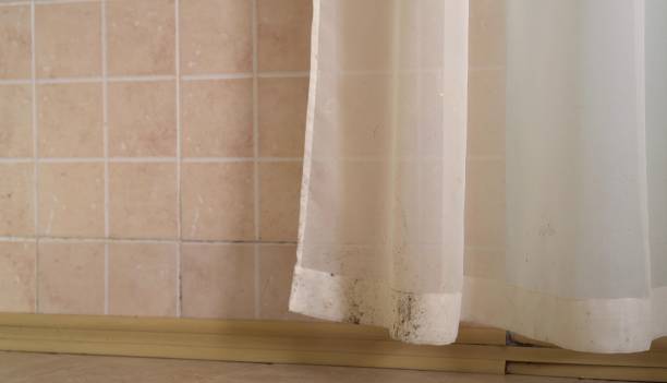 Trusted Clay City, KY Mold Removal Experts