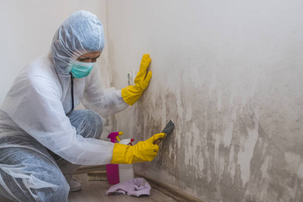 Mold Odor Removal Services in Clay City, KY