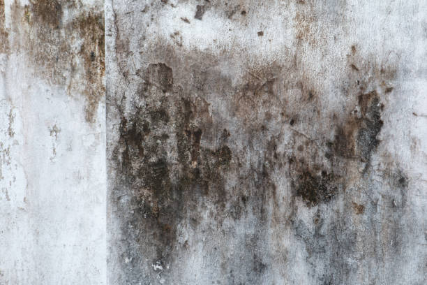 Mold Remediation for Vacation Homes in Clay City, KY