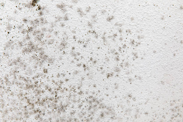 Best Environmental Consulting for Mold Prevention  in Clay City, KY