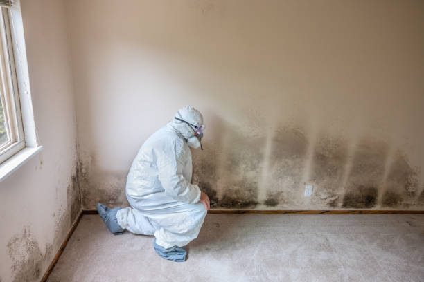 Best Mold Odor Removal Services  in Clay City, KY