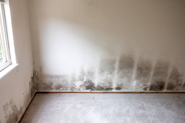 Best Mold Removal for HVAC Installations  in Clay City, KY