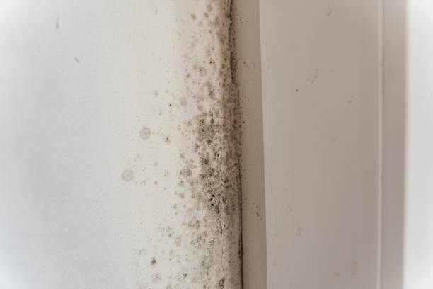 Best Mold Documentation for Insurance Claims  in Clay City, KY